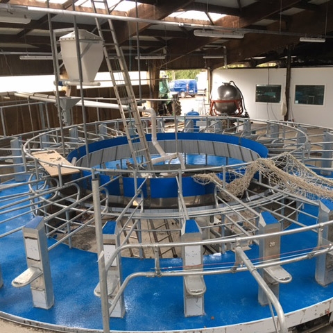 Sol en résine époxy antidérapante pour robot de traite